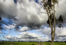 梦幻联动！多特蒙德与知名动漫《海贼王》宣布合作.